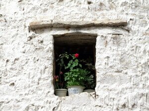 zdjęcie róży w oknie