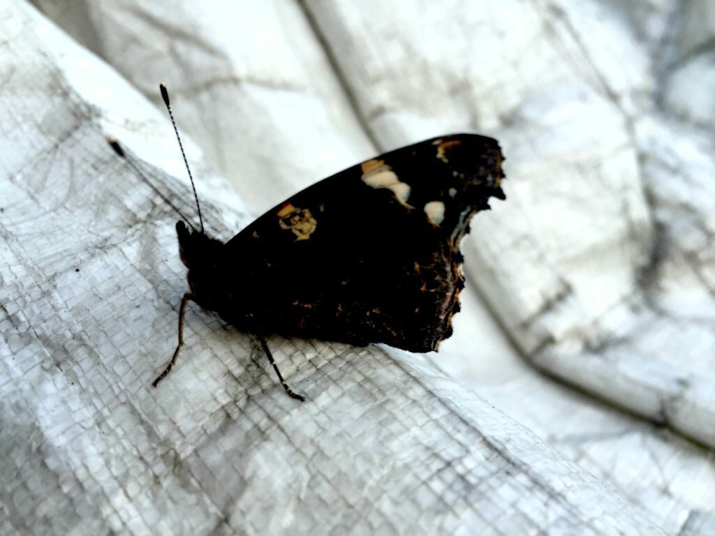 zdjęcie motyla 5 sposobów na samotność mamy